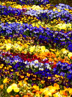 Ridges of color