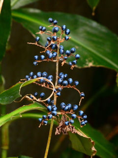 Sapphire in the Bush