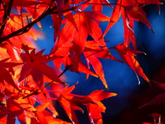 ザ・紅葉