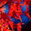 ザ・紅葉