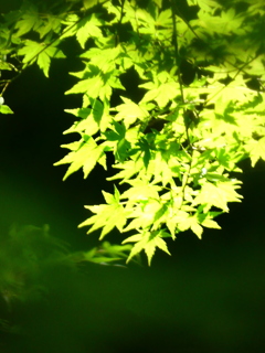 青紅葉