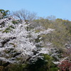 山里のような景色