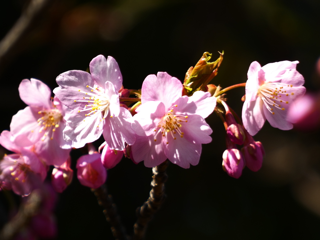 光の楽章　桜の調べ