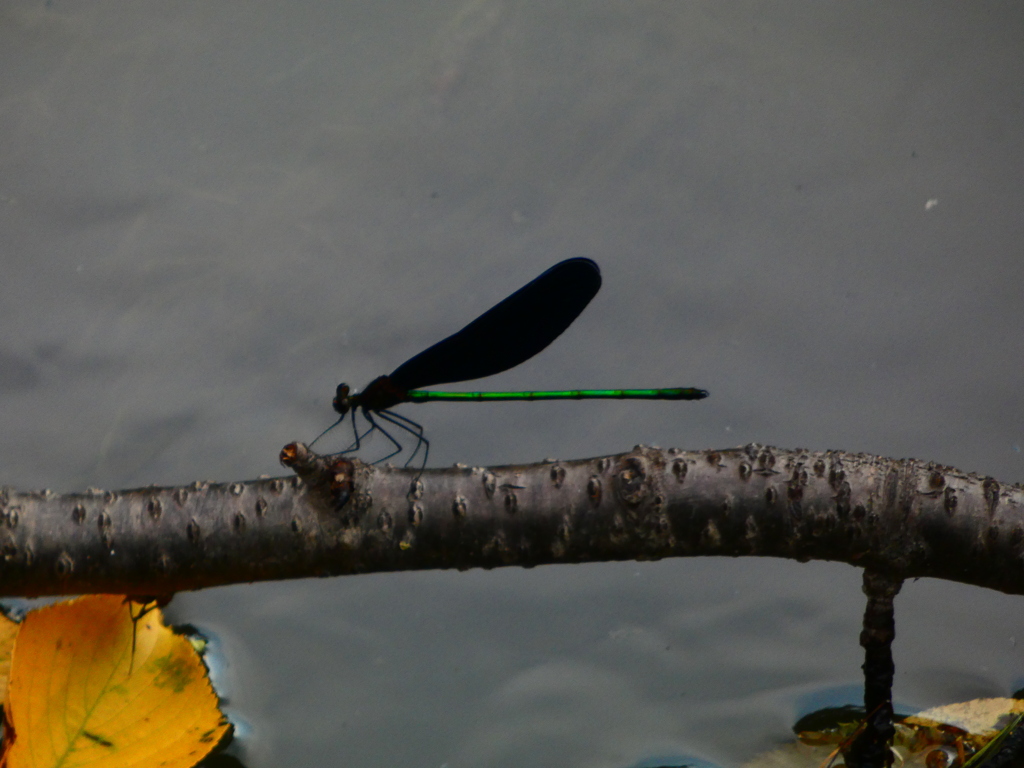 ハグロトンボ男子