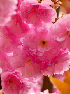残る桜 咲き出す桜（３）