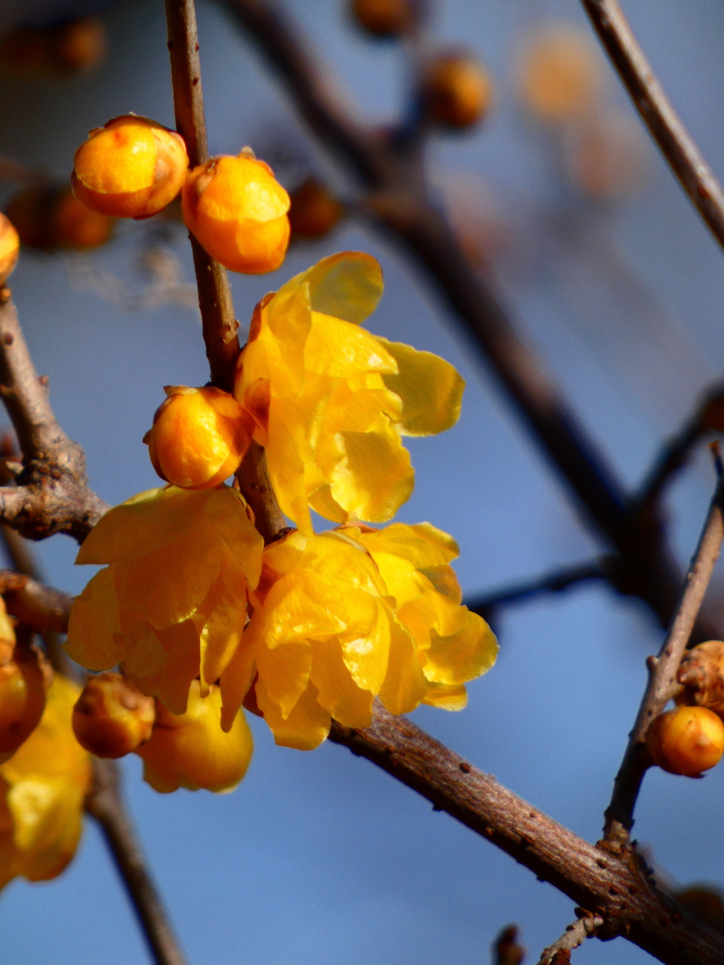 フクジュロウバイ