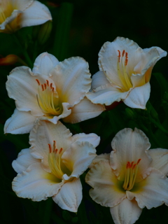 白花