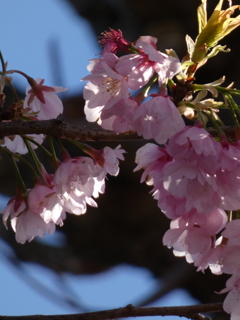 安行寒桜