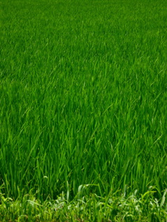 青田