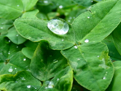 雨粒を湛える