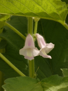 作物の花 ー ゴマ（２）