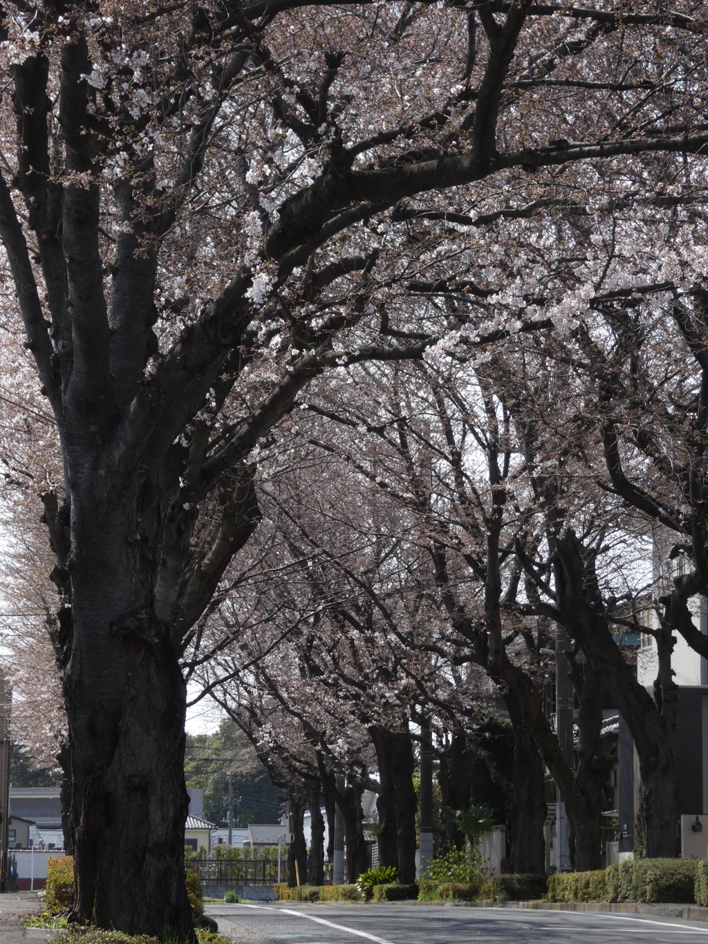 桜のトンネル