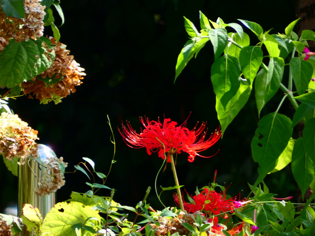 移ろいは静かに