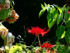 移ろいは静かに