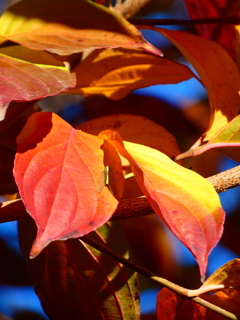 秋色が映るクサカゲロウさん
