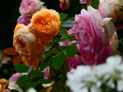 生垣の薔薇（９）