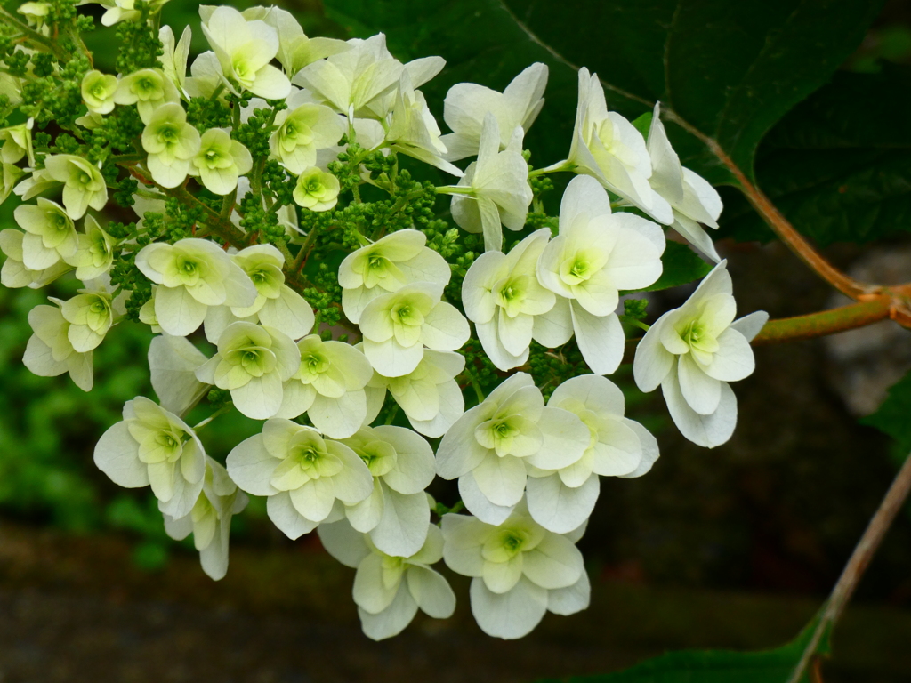 柏葉紫陽花
