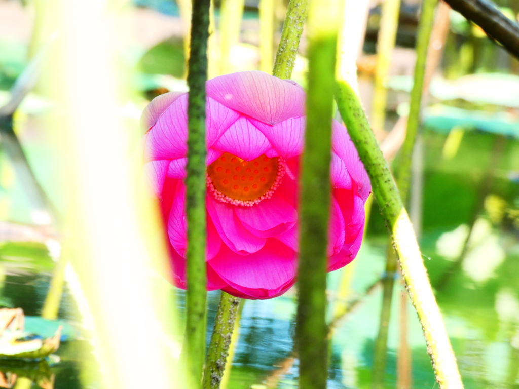 低位置で開花