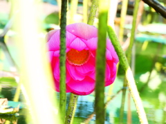 低位置で開花