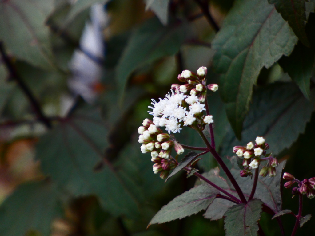 ユーパトリウム・チョコレート