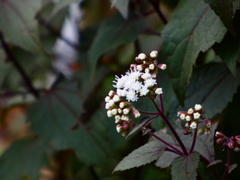 ユーパトリウム・チョコレート