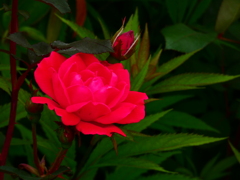 秘密の花園のバラ