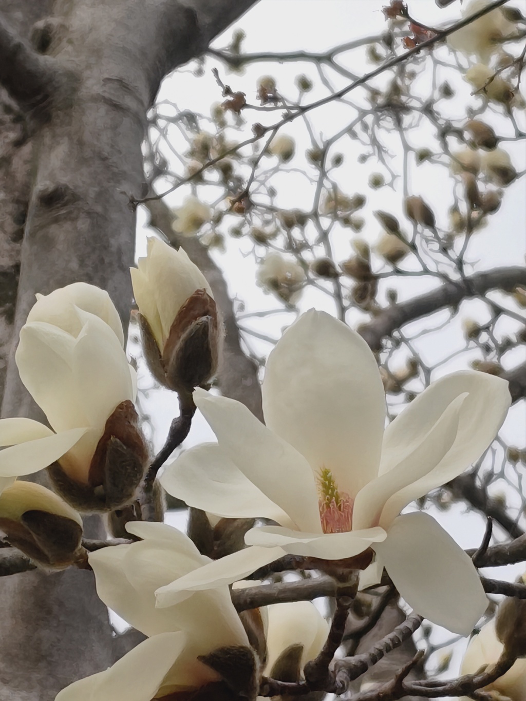 ハクモクレン開花