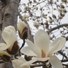 ハクモクレン開花