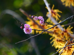 未開紅とシナマンサク