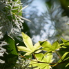 ５月の陽光の下