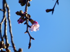 安行寒桜