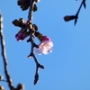 安行寒桜