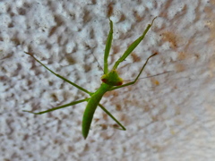 カマキリの幼生