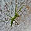 カマキリの幼生