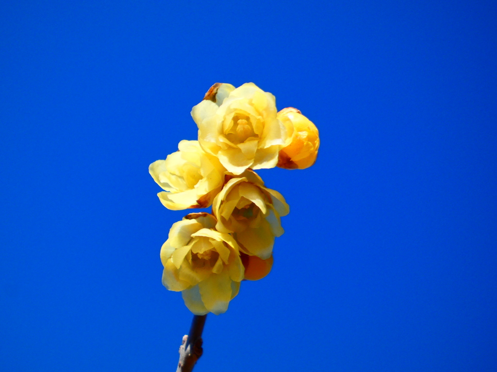 石井実生園 ロウバイお花見イベント（３）