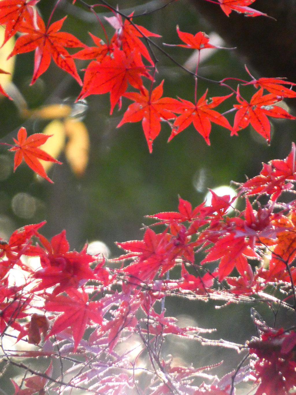 木漏れ陽と紅葉