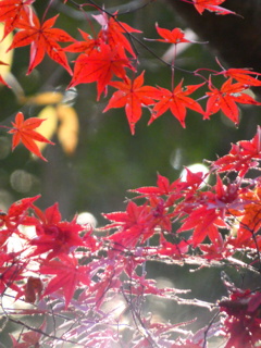 木漏れ陽と紅葉