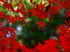青空と混ざって錦