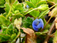 星の瞳のほころび