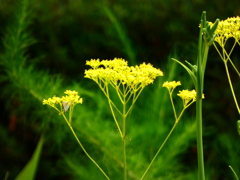 オミナエシ オミナエシ