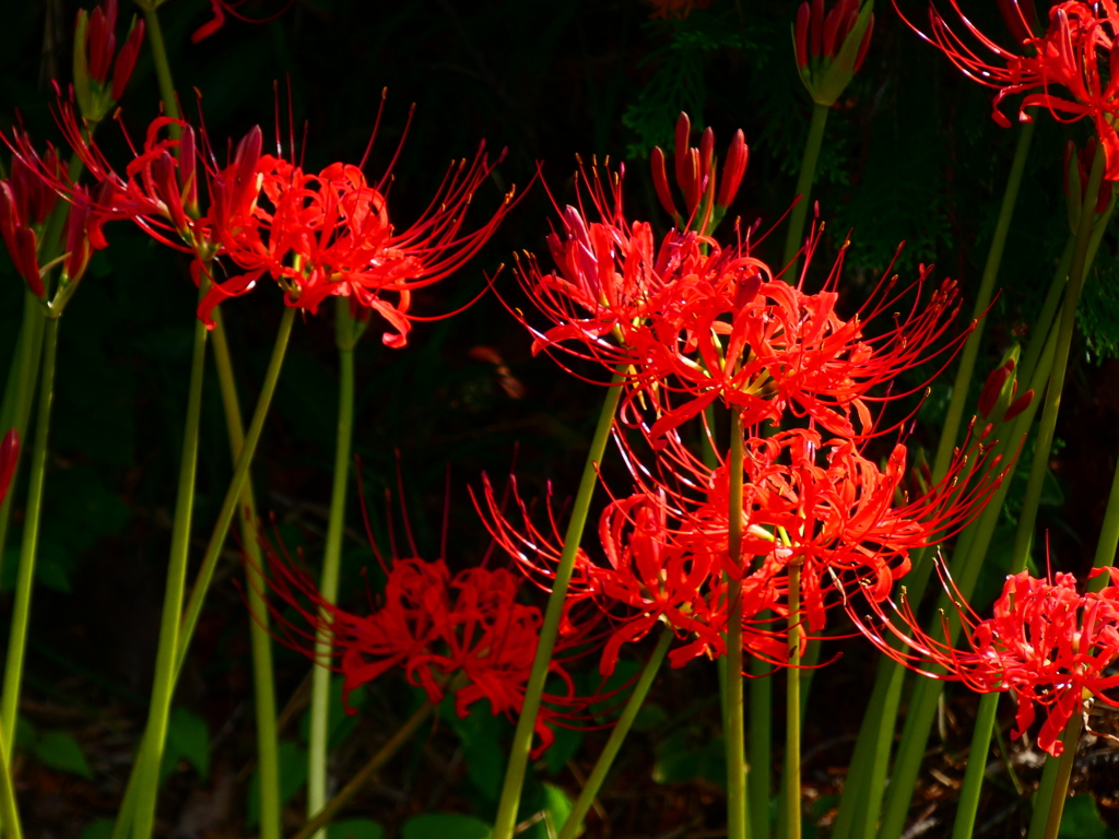 見沼代用水西縁 彼岸花2025（15）