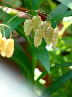 小判草