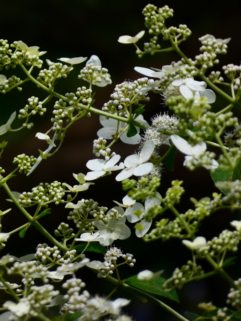 ノリウツギ