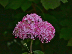 芒種の夜 ピンクアナベル