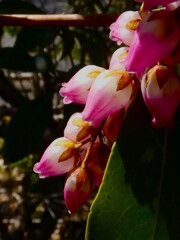 さいたま市園芸植物園のアセビ