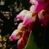さいたま市園芸植物園のアセビ