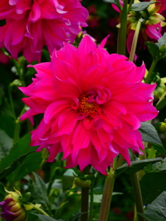 Dahlia pinnata