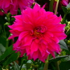 Dahlia pinnata