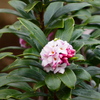 春の芳しさ
