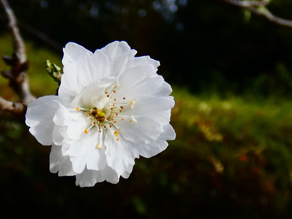 子福桜